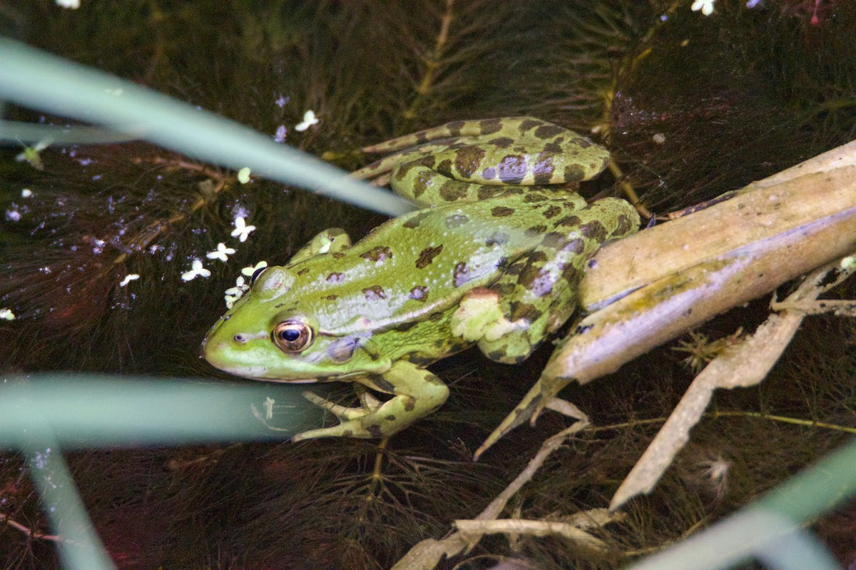 Marsh Frog - ML644940582
