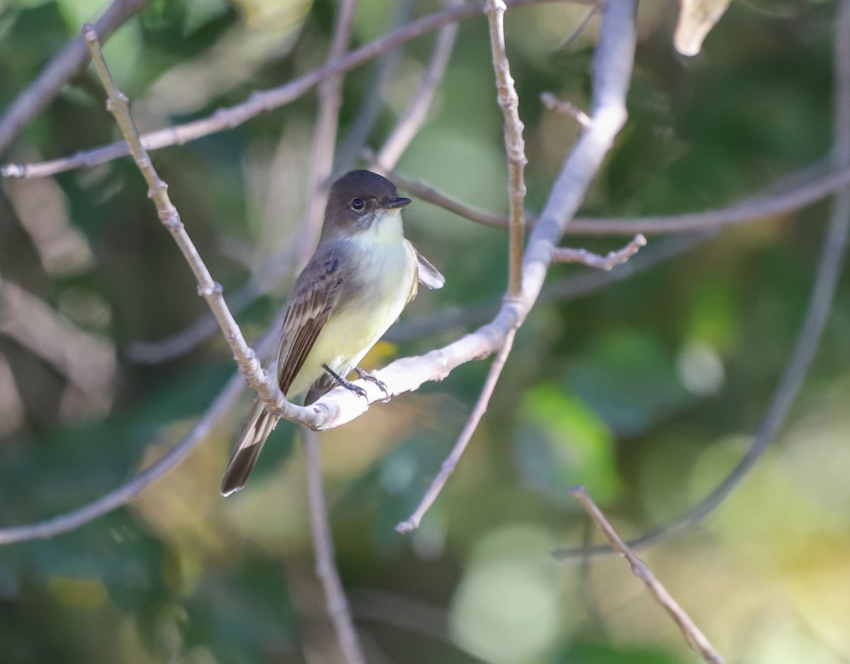 Weißbauch-Phoebetyrann - ML644940600