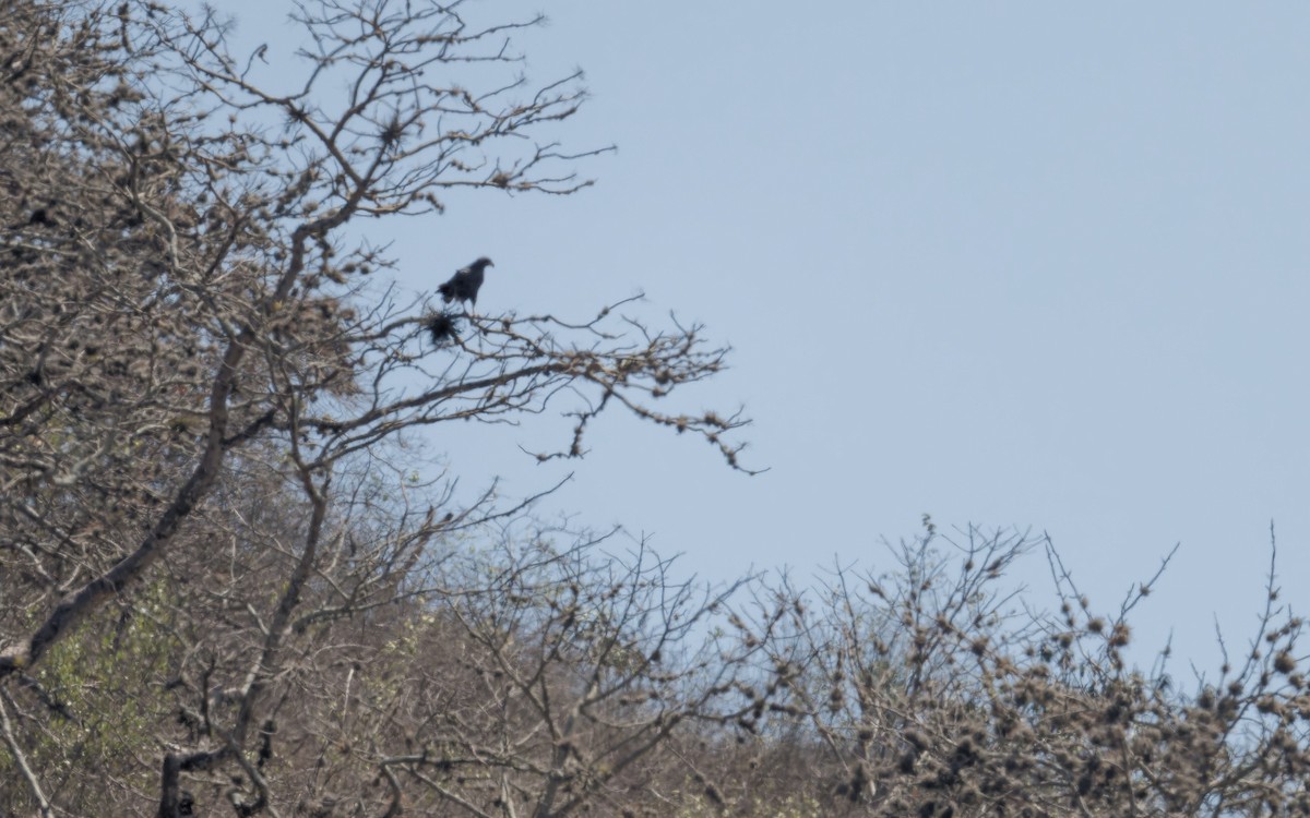 オグロカンムリノスリ - ML644940625