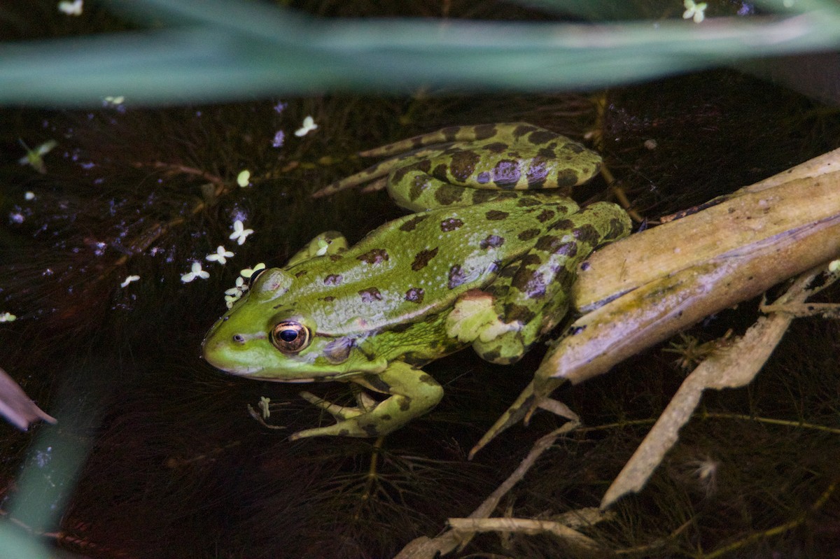 Marsh Frog - ML644940627