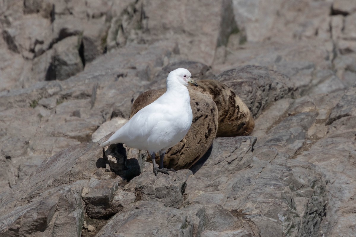 Snowy Sheathbill - ML644940663