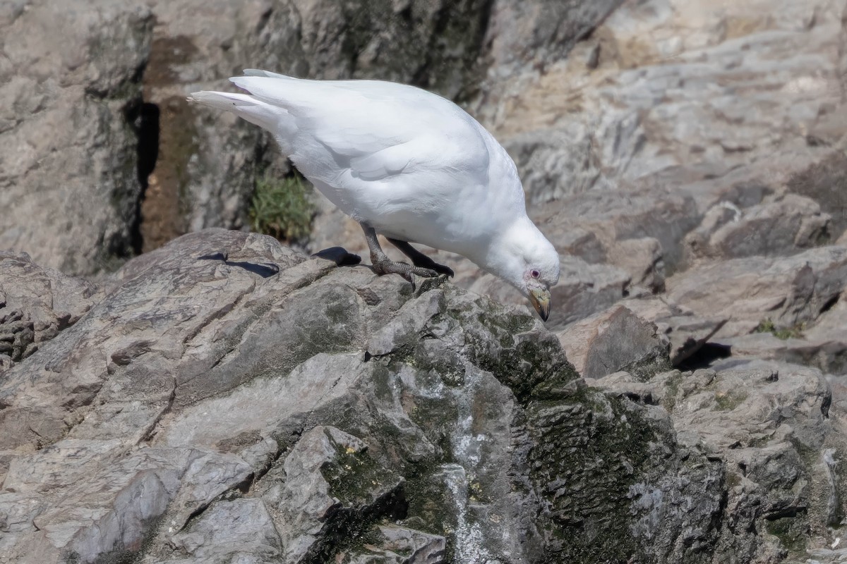 Snowy Sheathbill - ML644940664