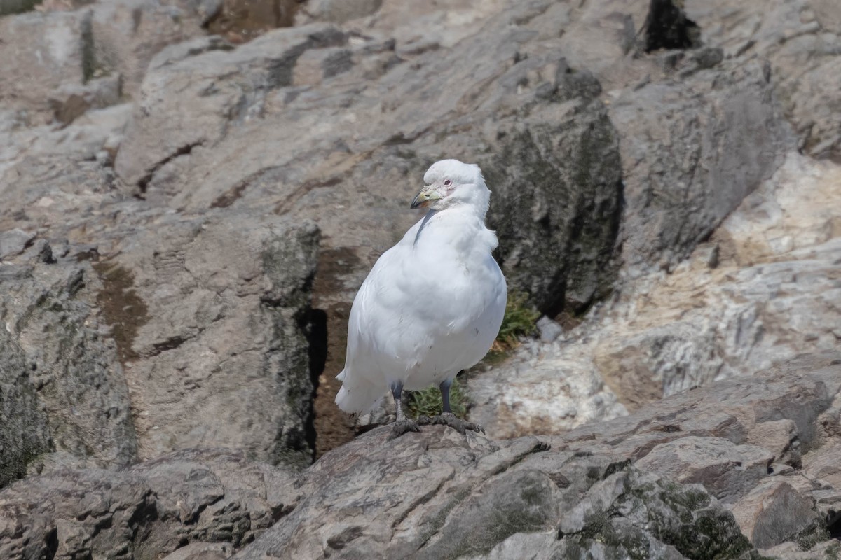 Snowy Sheathbill - ML644940665