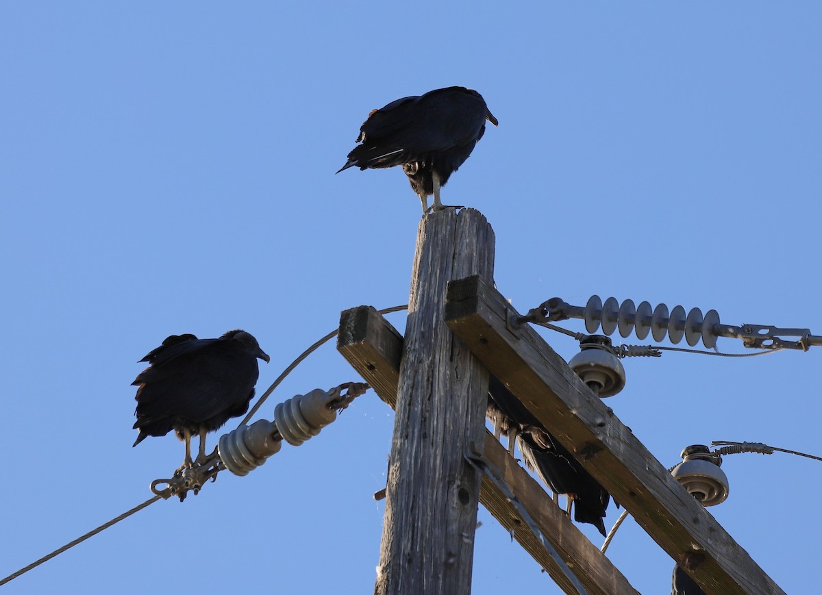 Rabengeier - ML644940675