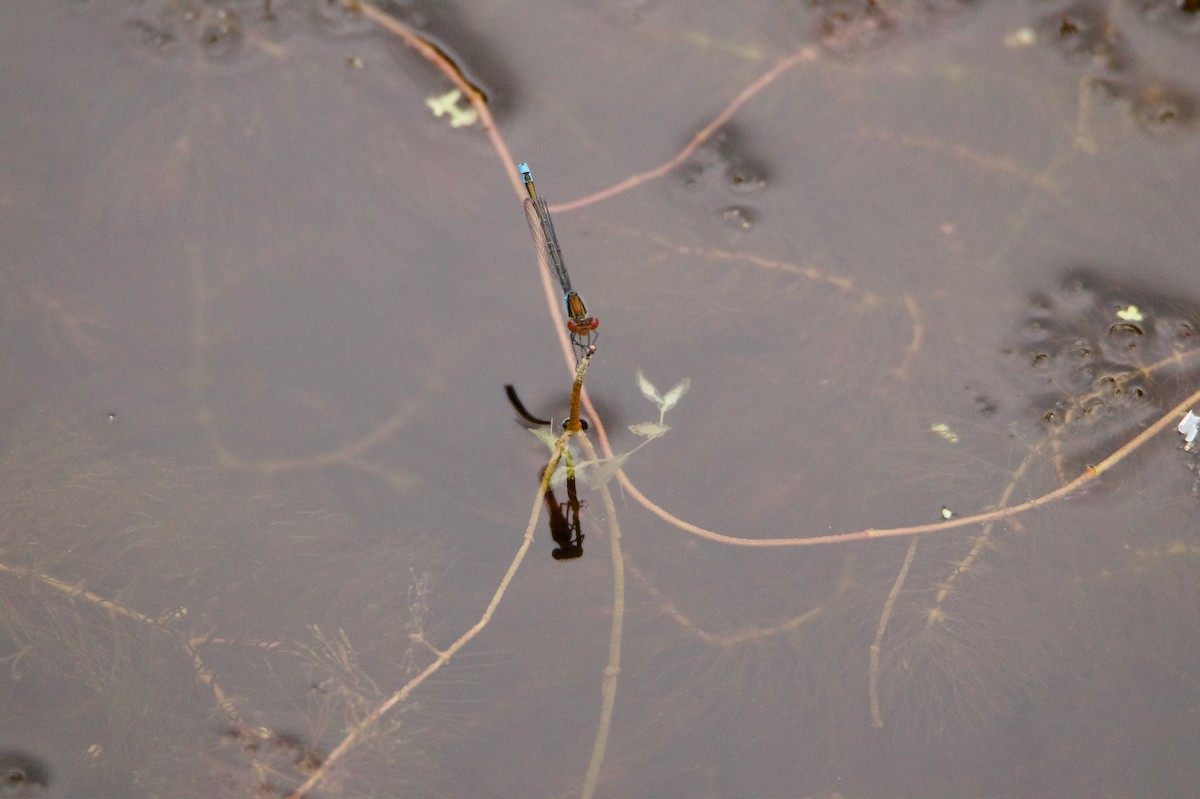 Red-eyed Damselfly - ML644940680