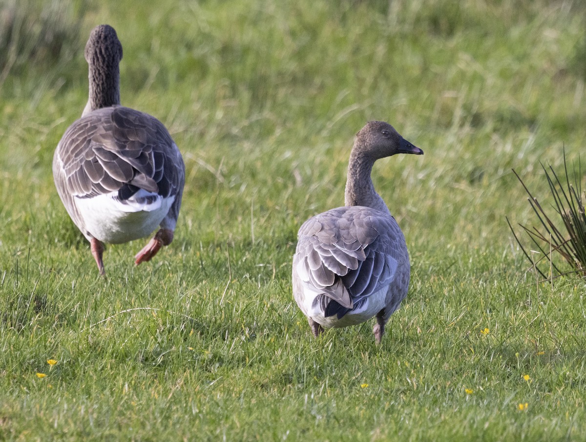 Pink-footed Goose - ML644940695