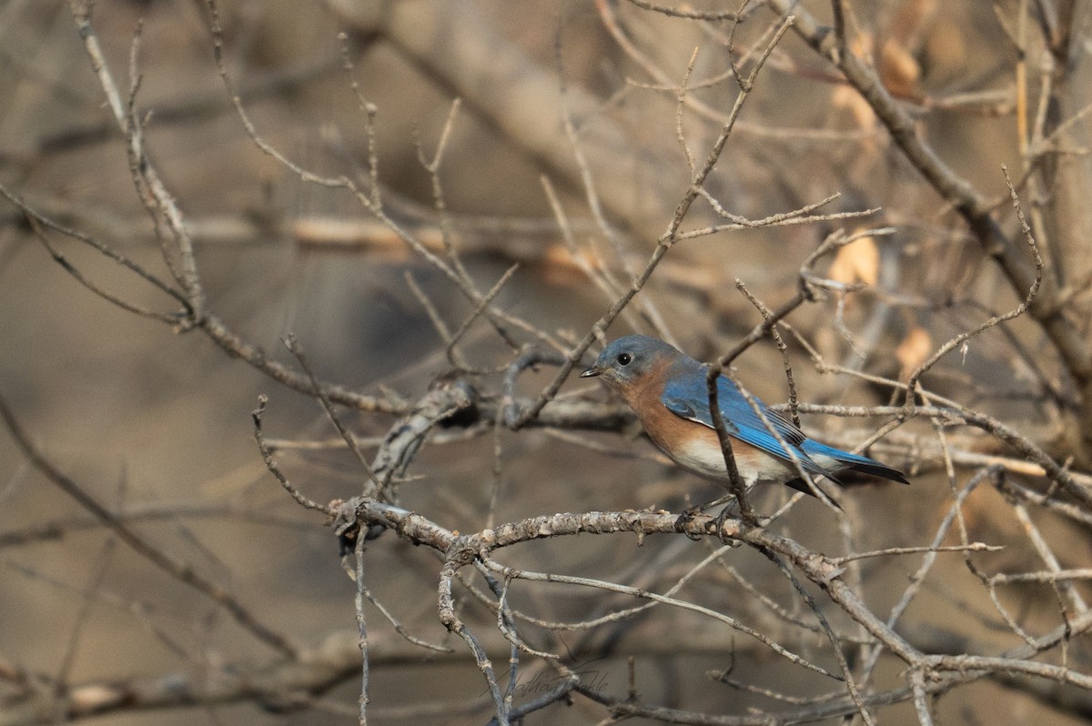 Eastern Bluebird - ML644940706