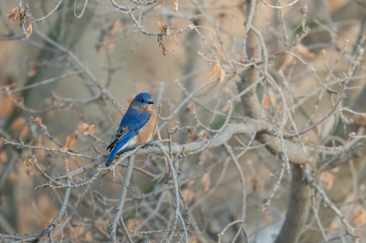 Eastern Bluebird - ML644940707