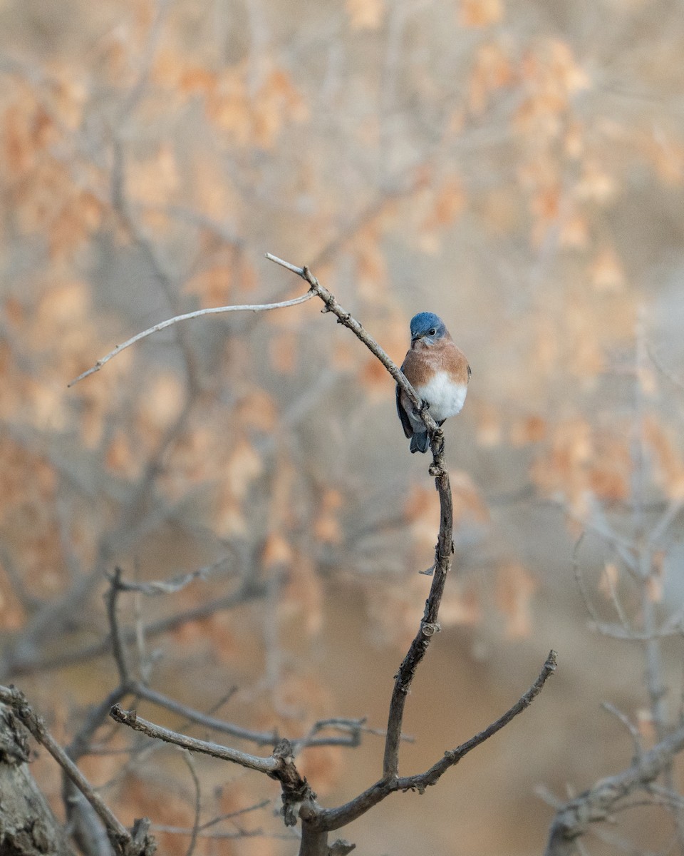 Eastern Bluebird - ML644940709