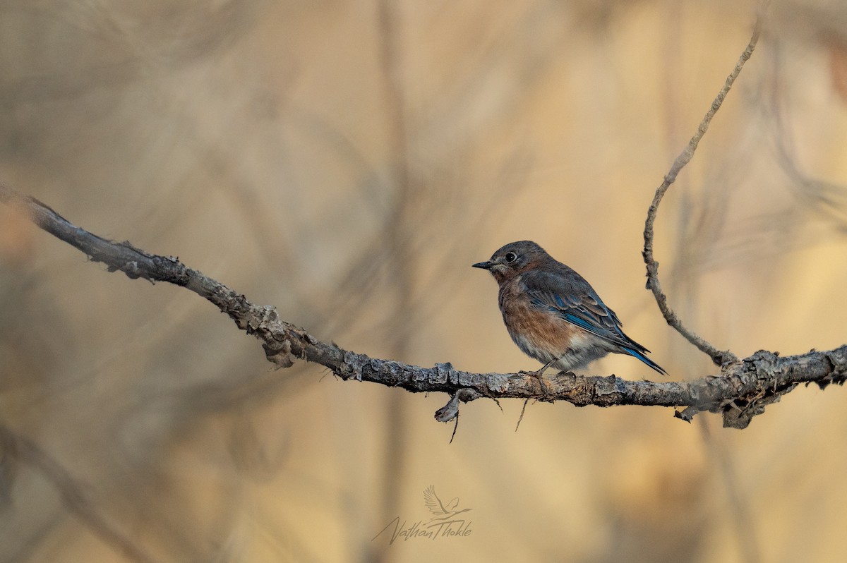 Eastern Bluebird - ML644940710