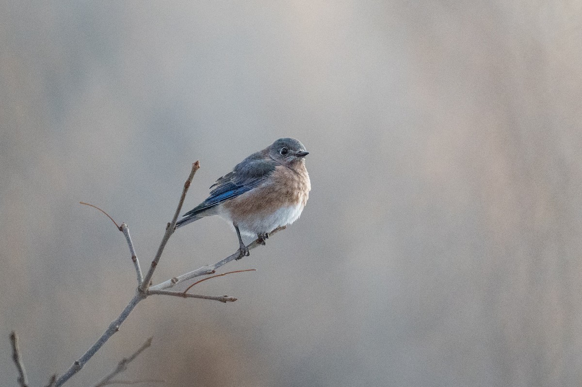 Eastern Bluebird - ML644940711