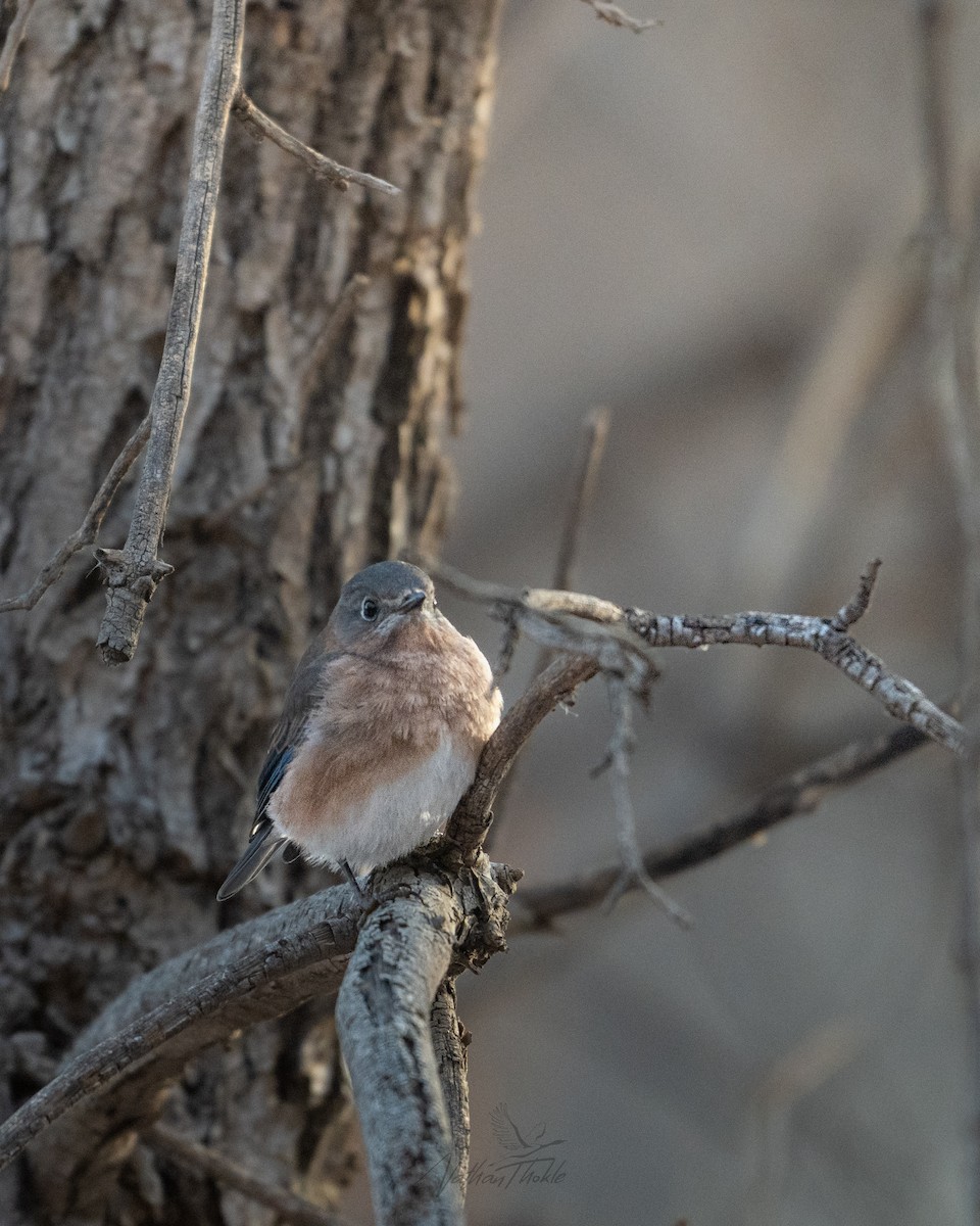 Eastern Bluebird - ML644940712