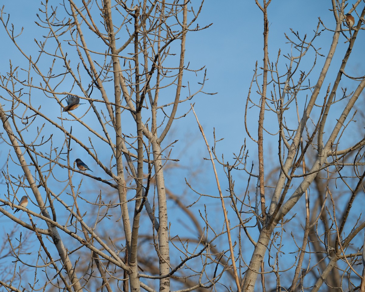 Eastern Bluebird - ML644940713