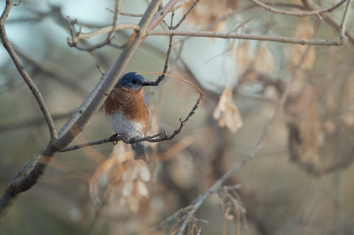 Eastern Bluebird - ML644940714