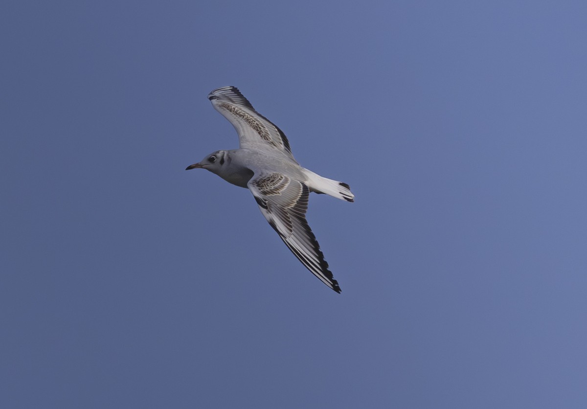 Black-headed Gull - ML644940738