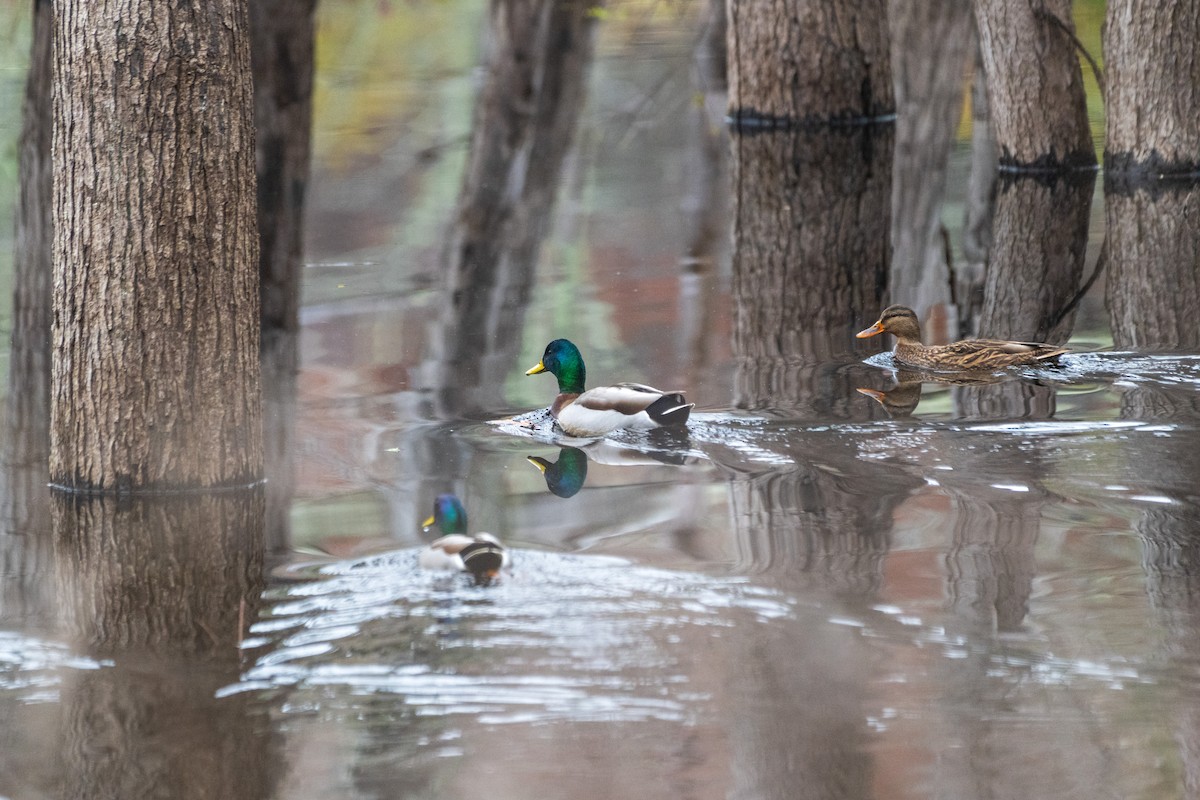 Mallard - ML644940745