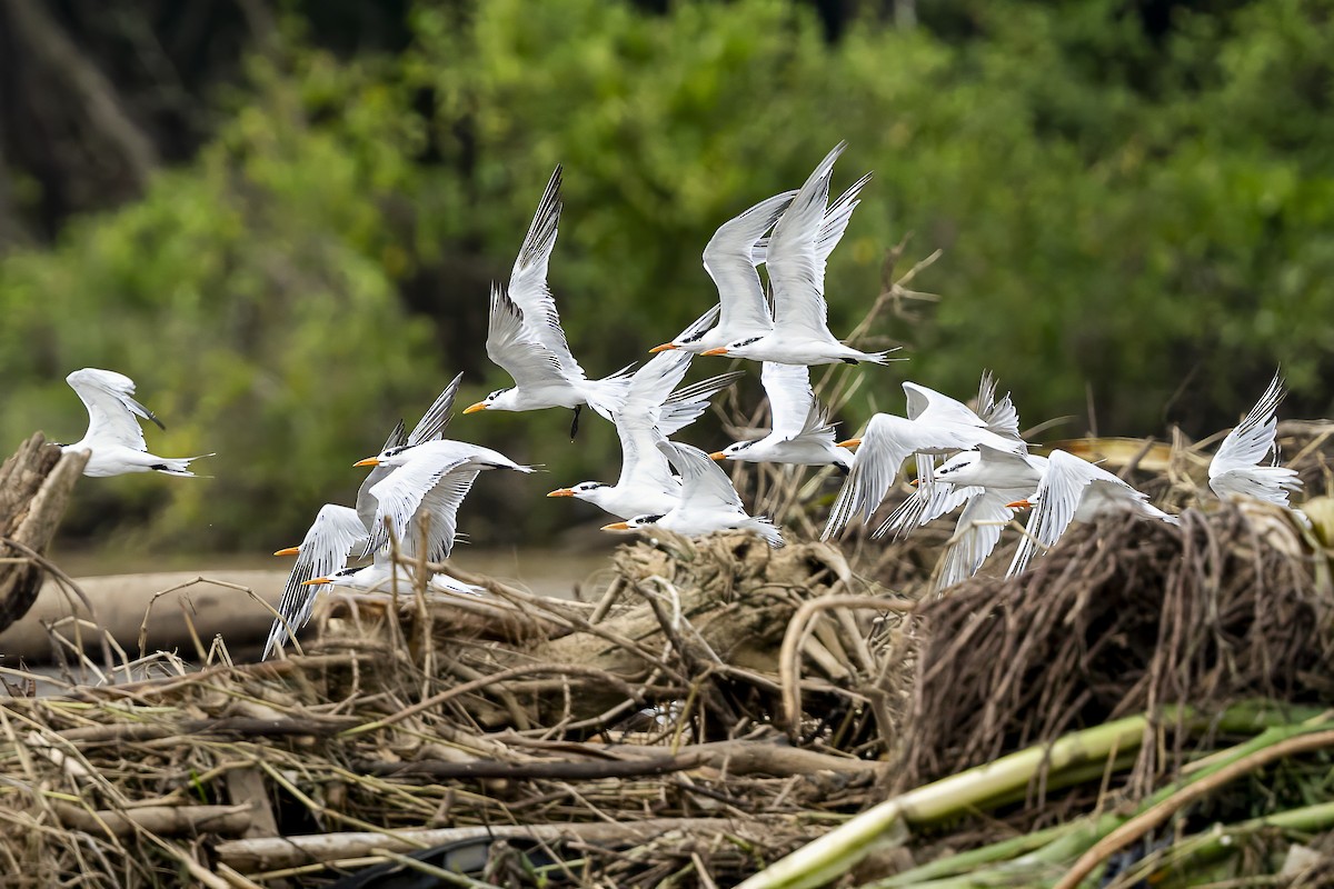 Royal Tern - ML644940754
