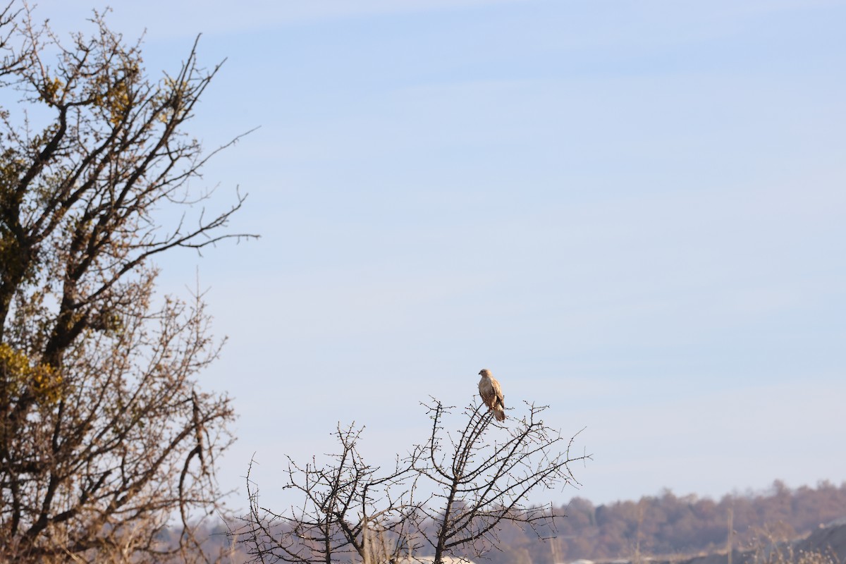 Канюк степовий - ML644940762