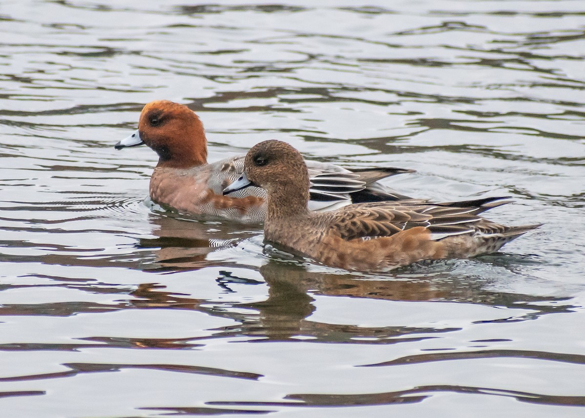 hvízdák eurasijský - ML644940778