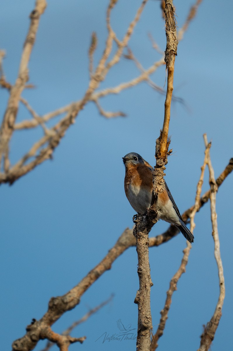 Eastern Bluebird - ML644940792