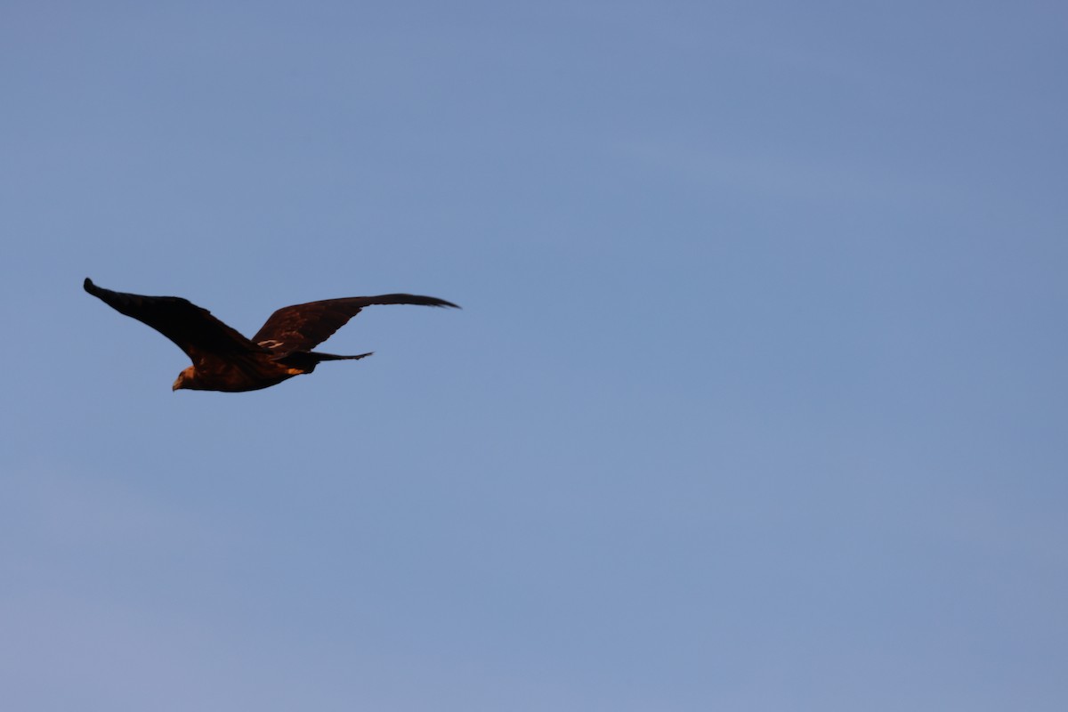 Imperial Eagle - ML644940814