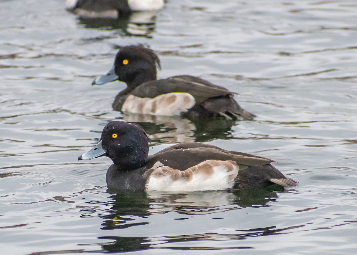 polák chocholačka - ML644940822