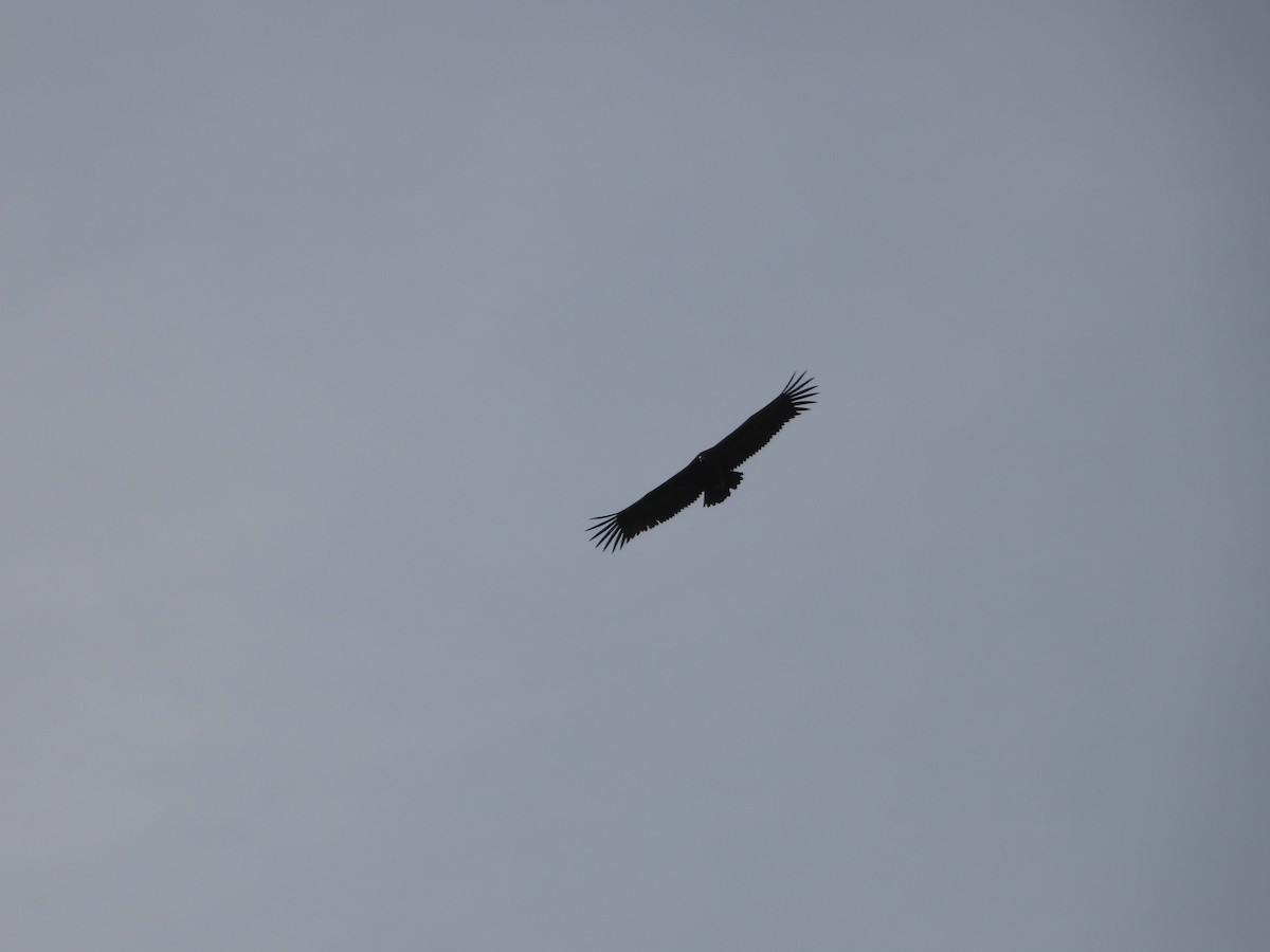 Buitre Negro - ML644940825