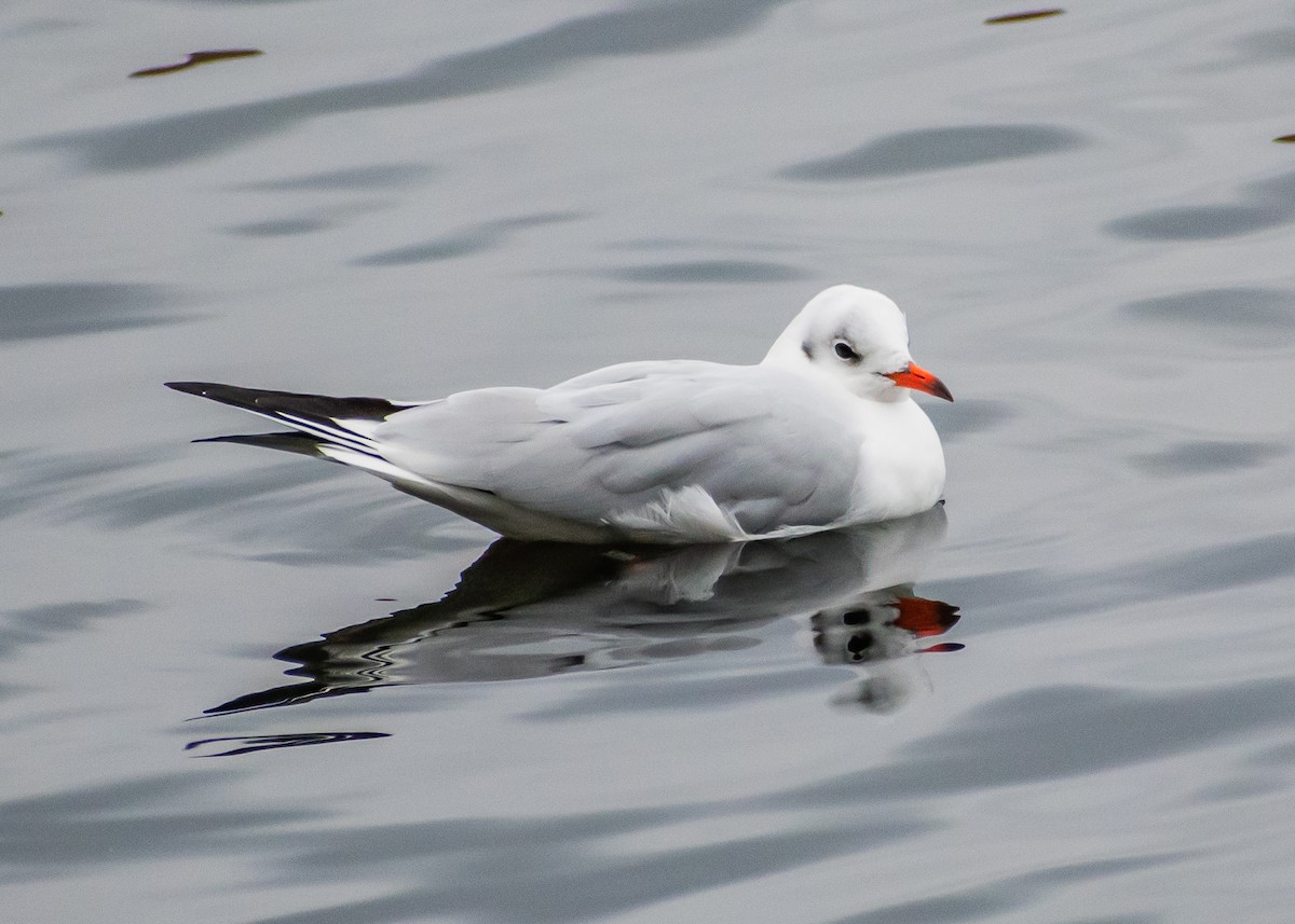 racek chechtavý - ML644940860