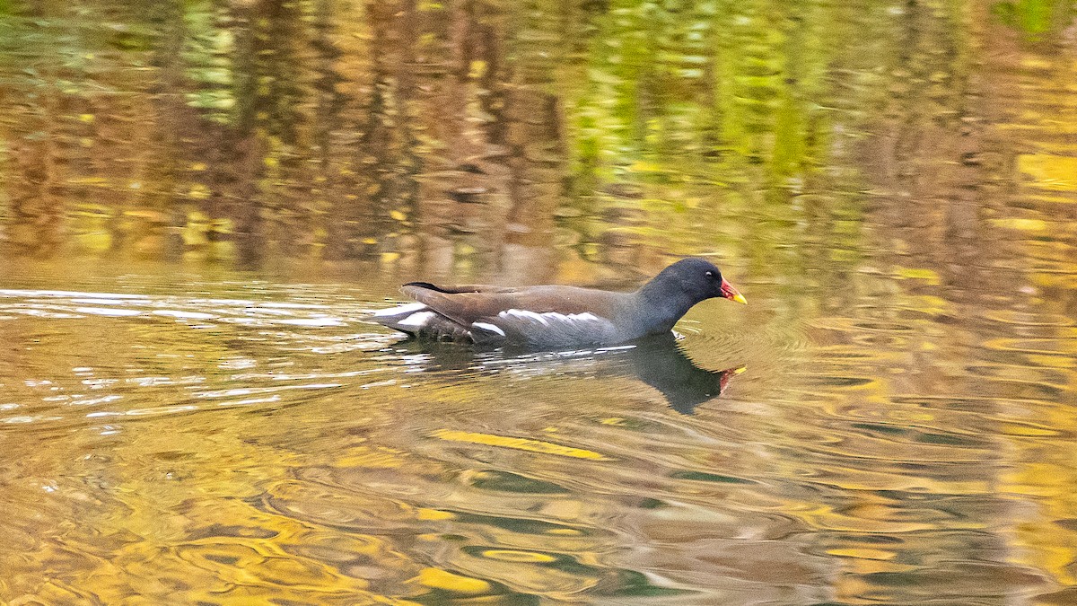 slípka zelenonohá - ML644940879