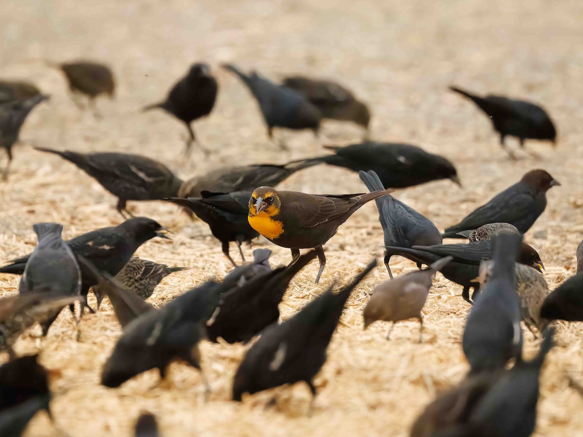 Yellow-headed Blackbird - ML644940884