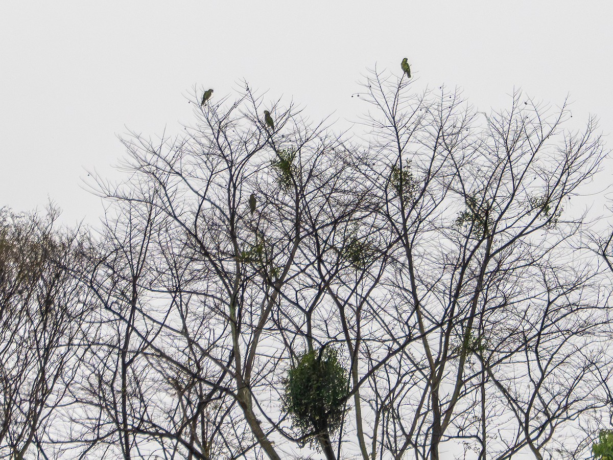 Turquoise-fronted Amazon - ML644940887