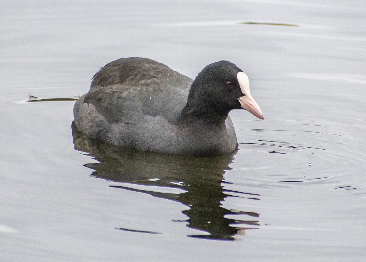 lyska černá - ML644940902