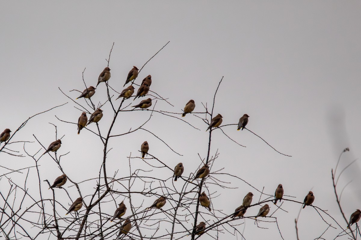 Cedar Waxwing - ML644940905