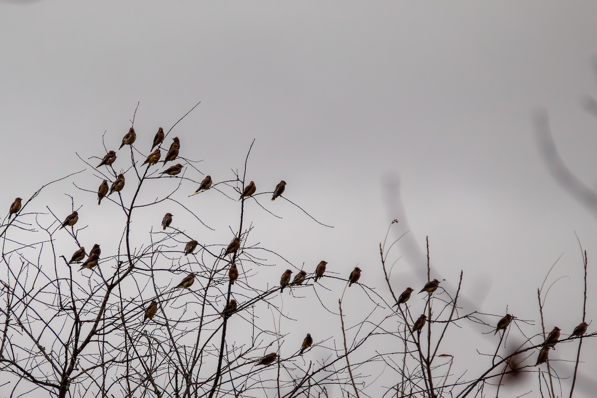 Cedar Waxwing - ML644940906