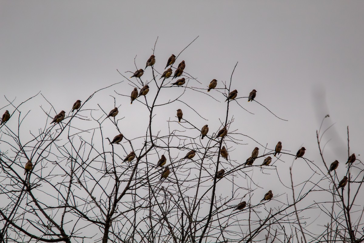 Cedar Waxwing - ML644940907