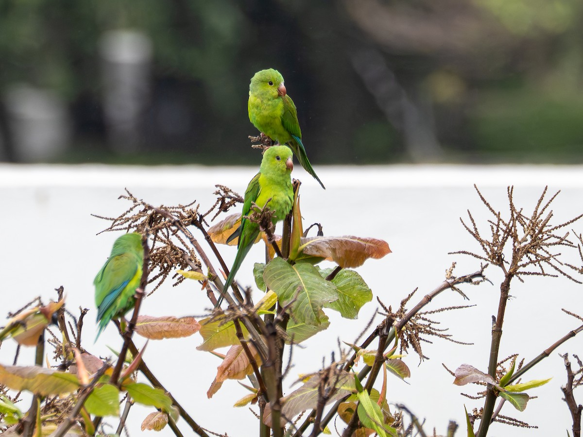 オナガミドリインコ - ML644940908