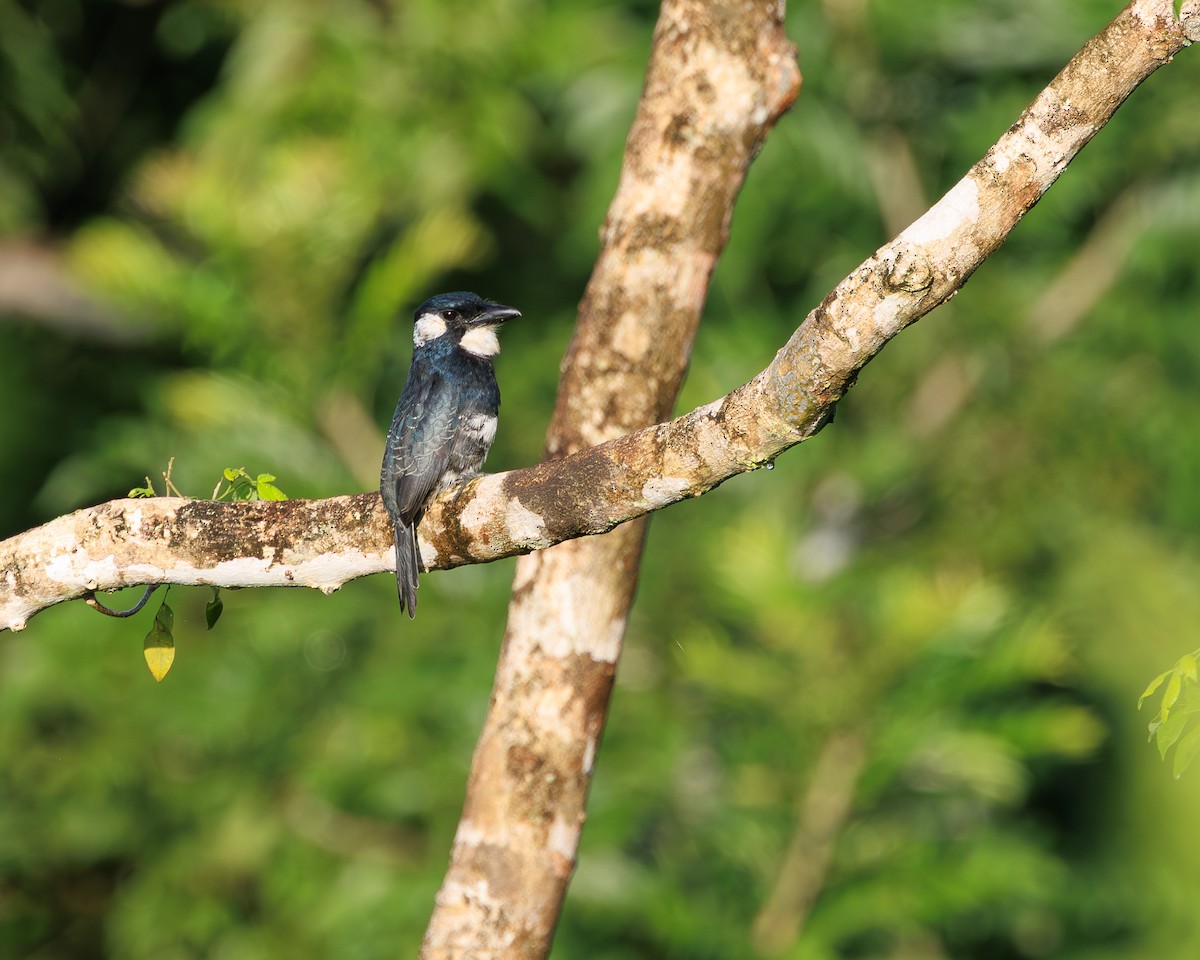Black-breasted Puffbird - ML644940924