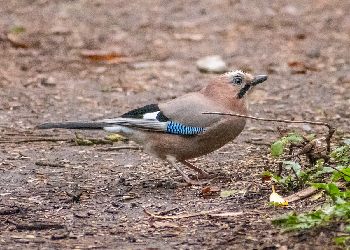 sojka obecná - ML644940925