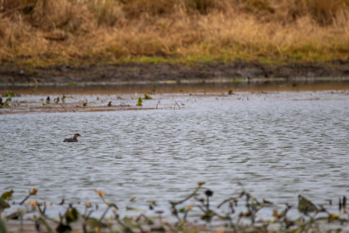 Pied-billed Grebe - ML644940966