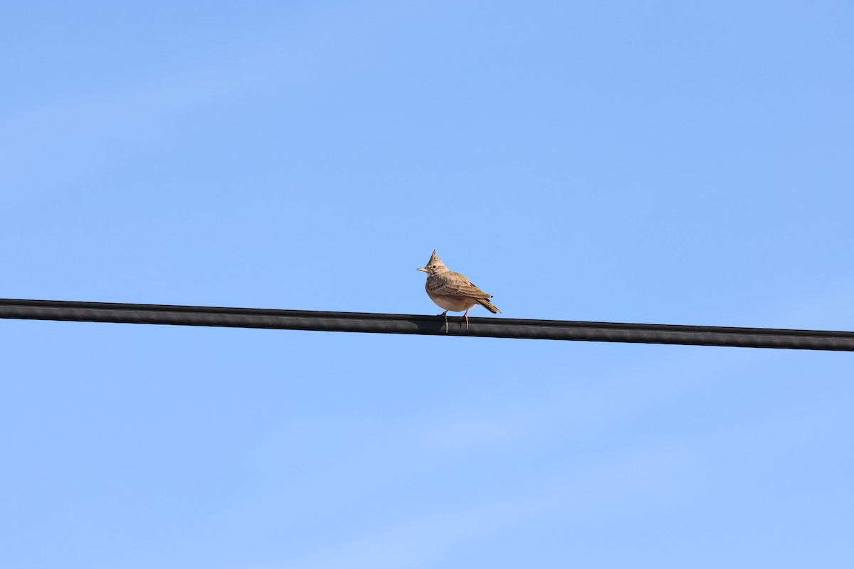 Crested Lark - ML644940981