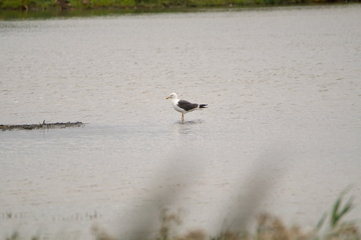 Lesser Black-backed Gull - ML644940986