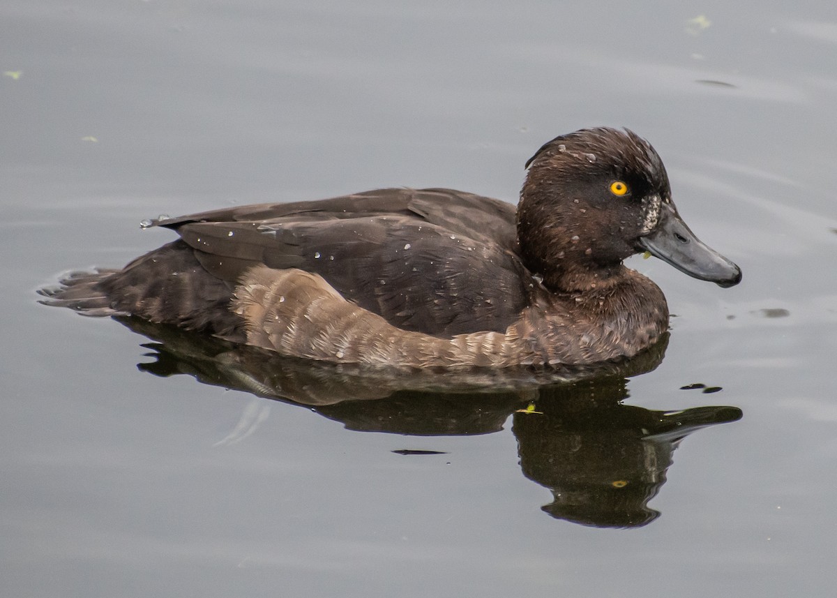 polák chocholačka - ML644940995