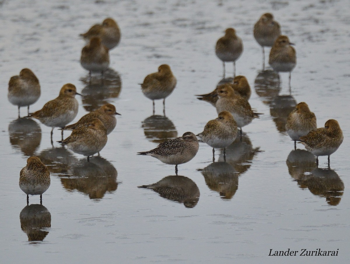 American Golden-Plover - ML644941003