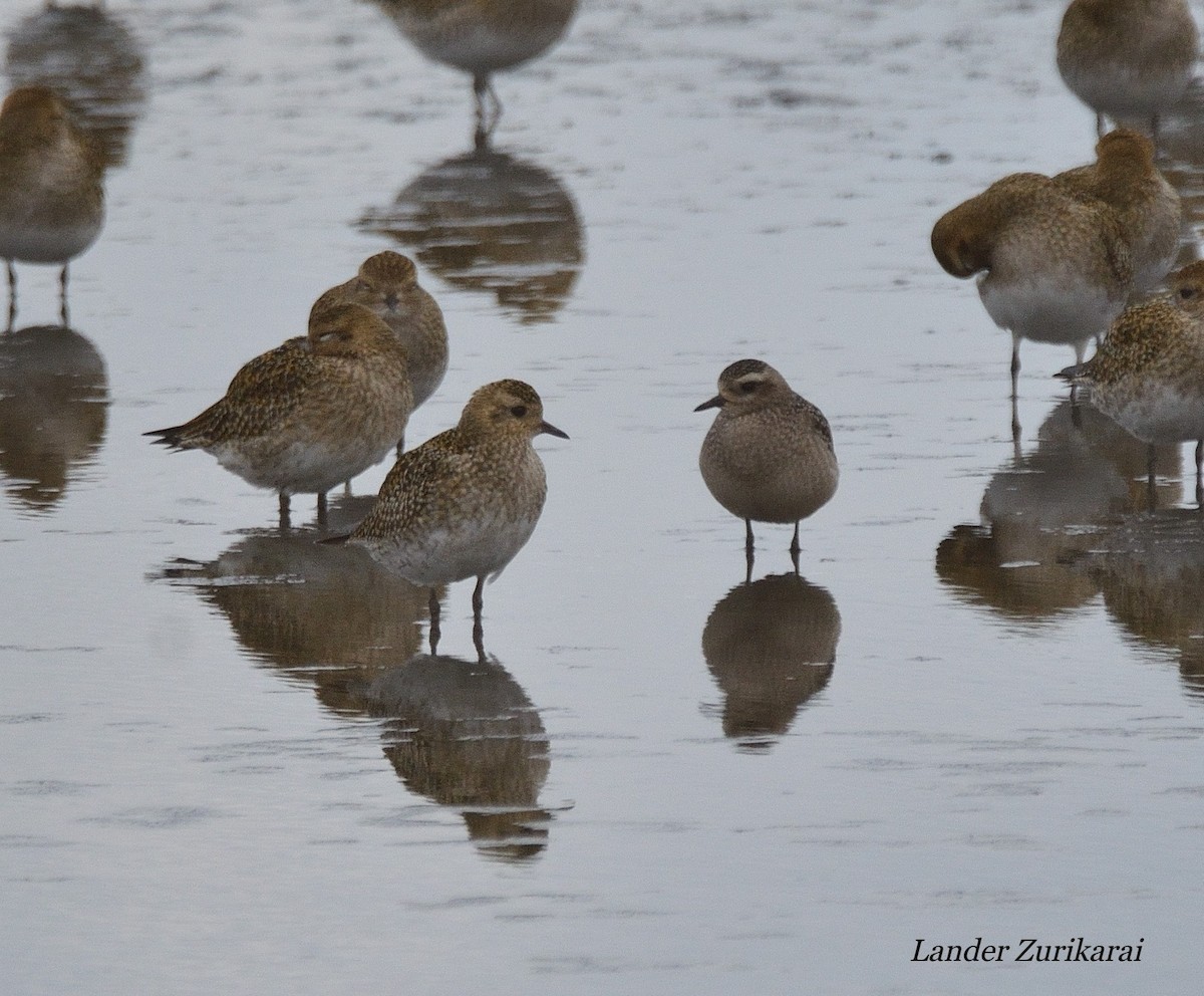 American Golden-Plover - ML644941005