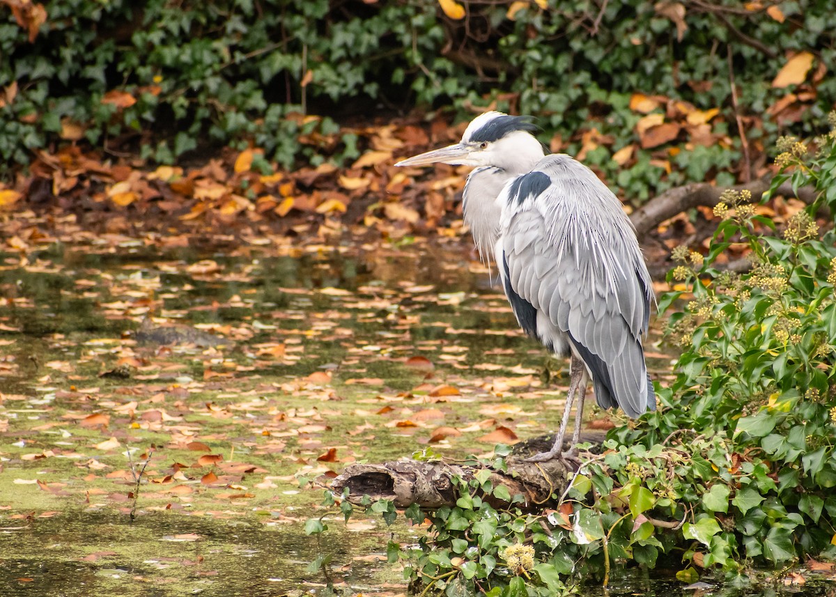 volavka popelavá - ML644941010