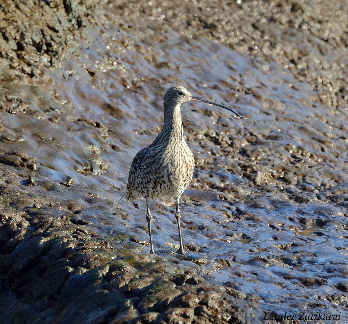 大杓鷸 - ML644941020