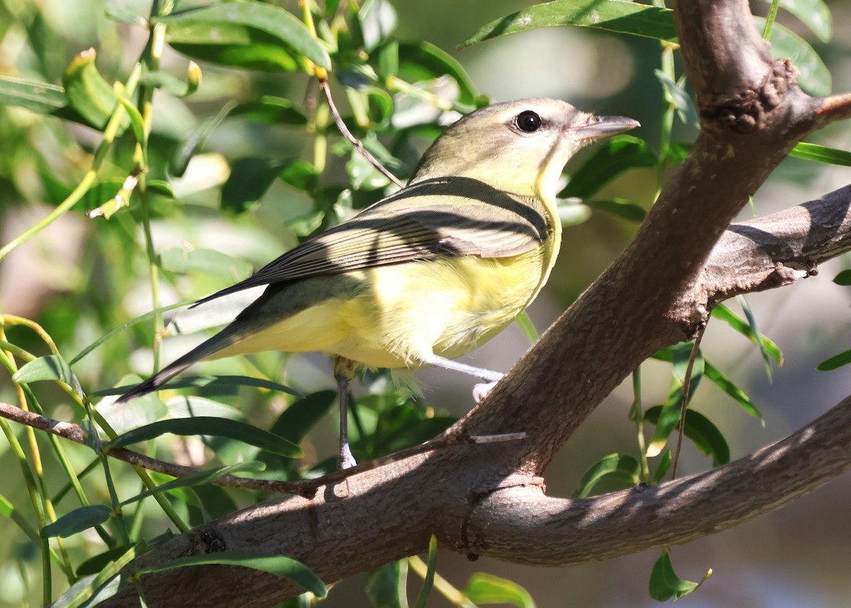 Philadelphia Vireo - ML644941076