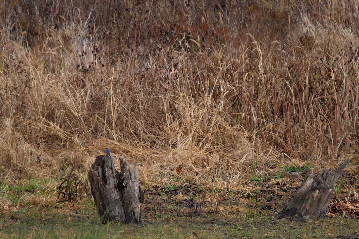 Eastern Bluebird - ML644941077