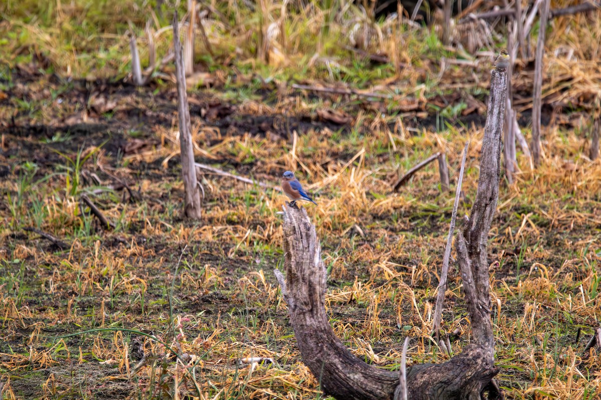 Eastern Bluebird - ML644941079