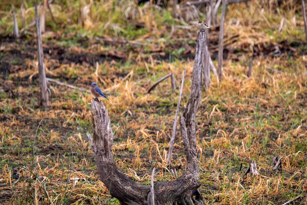 Eastern Bluebird - ML644941080